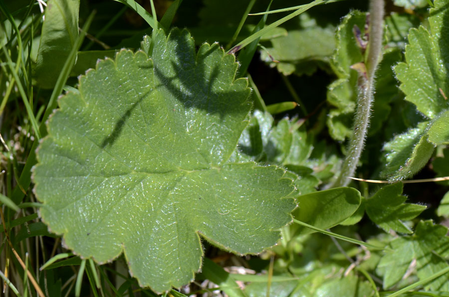 Geum montanum / Cariofillata montana
